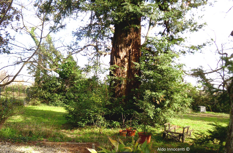 SEQUOIA DI VILLA LA FARNIA 3